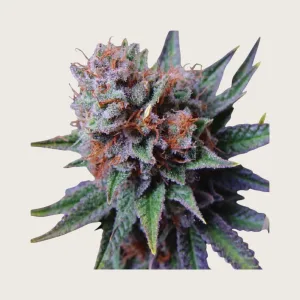 Buy Canuk Seeds Online | Pacific Greens
