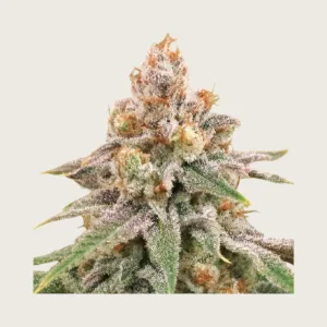 Buy Canuk Seeds Online | Pacific Greens
